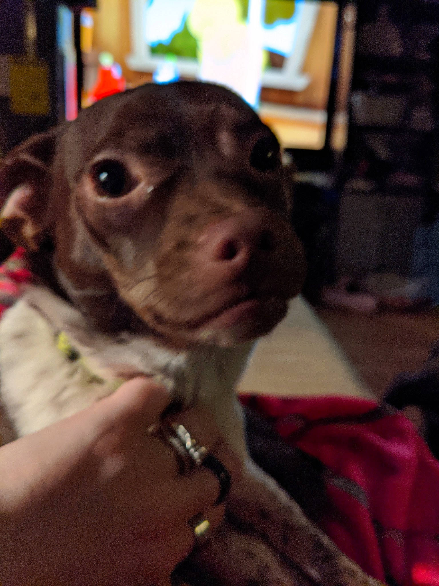 Rugar is registered to the contest to win money with this photo: canidae, carnivore, companion_dog, dog, dog_breed, ear, german_shorthaired_pointer, mammal, non_sporting_group, nose, pit_bull, pointer, puppy, snout, sporting_group