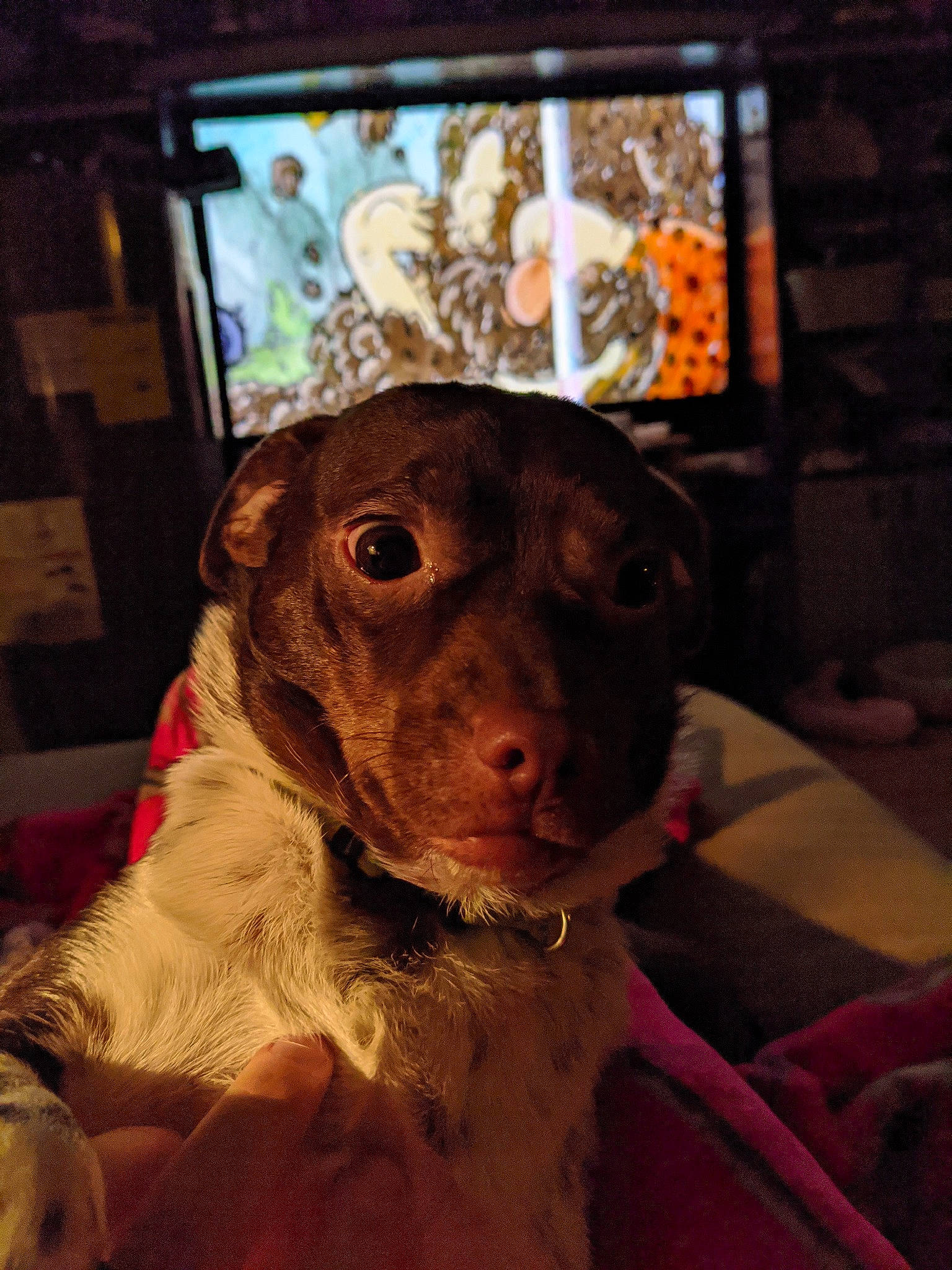 Rugar joined the competition — help win amazing prizes! canidae, carnivore, dog, dog_breed, puppy, snout, sporting_group