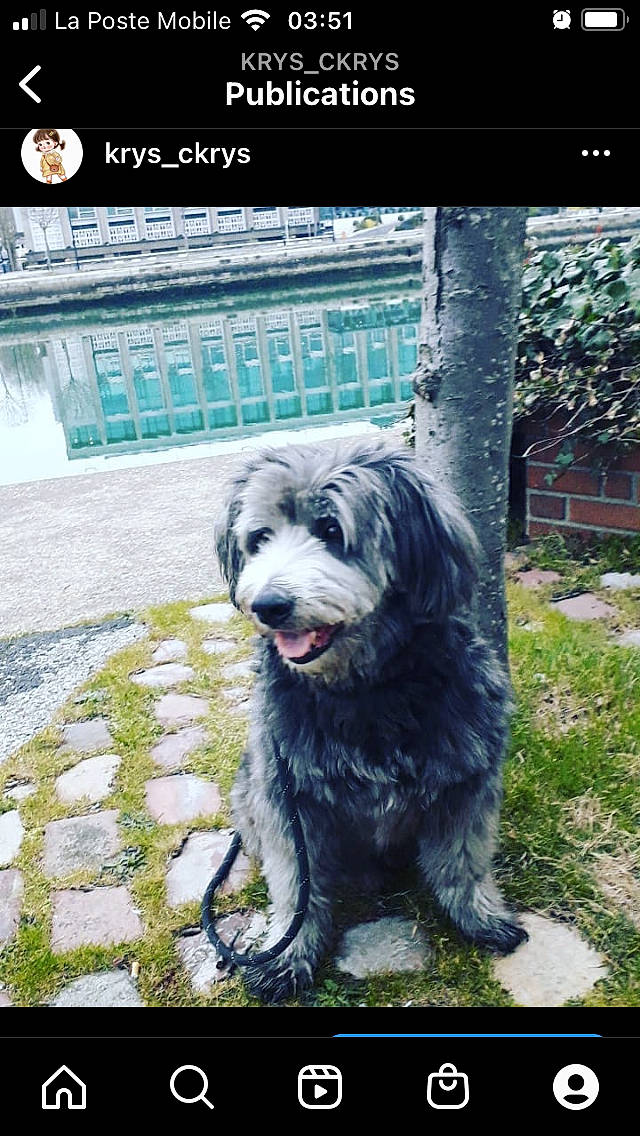 Balto participe au concours pour gagner de l'argent avec cette photo : ancient_dog_breeds, art, canidae, carnivore, companion_dog, dog, dog_breed, font, fur, giant_dog_breed, grass, herding_dog, non_sporting_group, photo_caption, plant, snout, sporting_group, terrier, toy_dog, working_dog