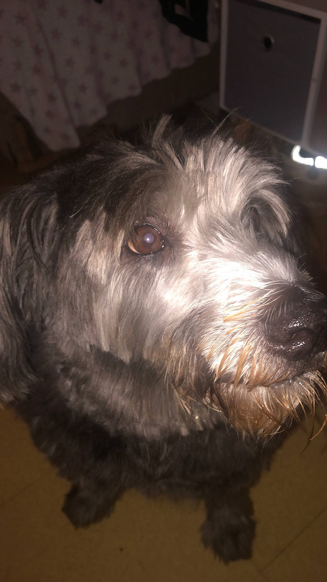 Balto participe au concours pour gagner de l'argent avec cette photo : canidae, carnivore, catalan_sheepdog, companion_dog, dog, dog_breed, fur, liver, small_terrier, snout, sporting_group, terrier, toy_dog, water_dog