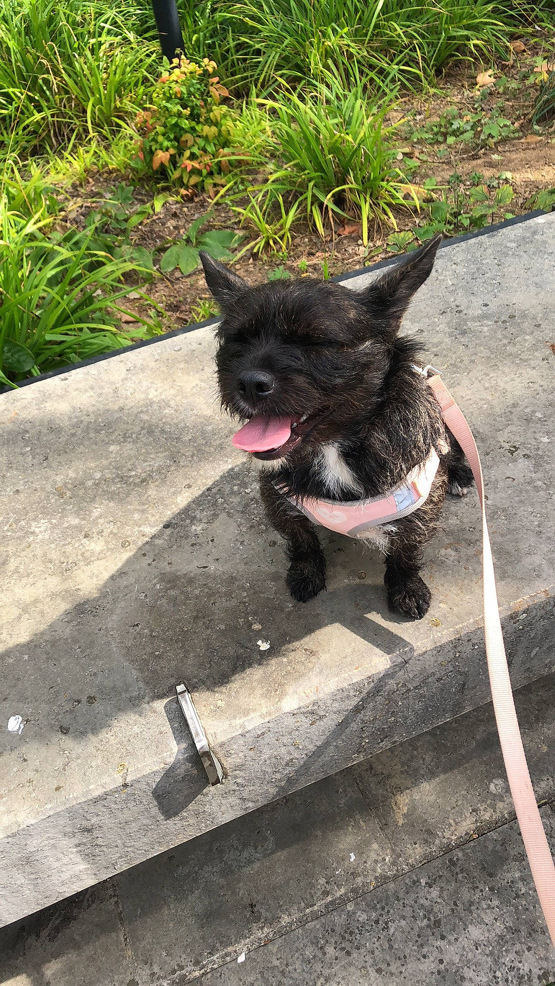 Pepette participe au concours pour gagner de l'argent avec cette photo : carnivore, collar, companion_dog, dog, dog_breed, dog_collar, felidae, fur, grass, leash, plant, road_surface, shadow, small_to_medium_sized_cats, snout, sporting_group, tail, tints_and_shades, whiskers, working_animal