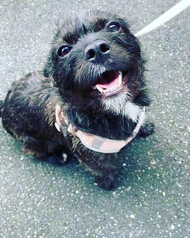 Pepette participe au concours pour gagner de l'argent avec cette photo : asphalt, canidae, carnivore, collar, companion_dog, dog, dog_breed, dog_collar, electric_blue, fur, leash, liver, road_surface, snout, sporting_group, terrestrial_animal, terrier, toy_dog, whiskers, working_animal