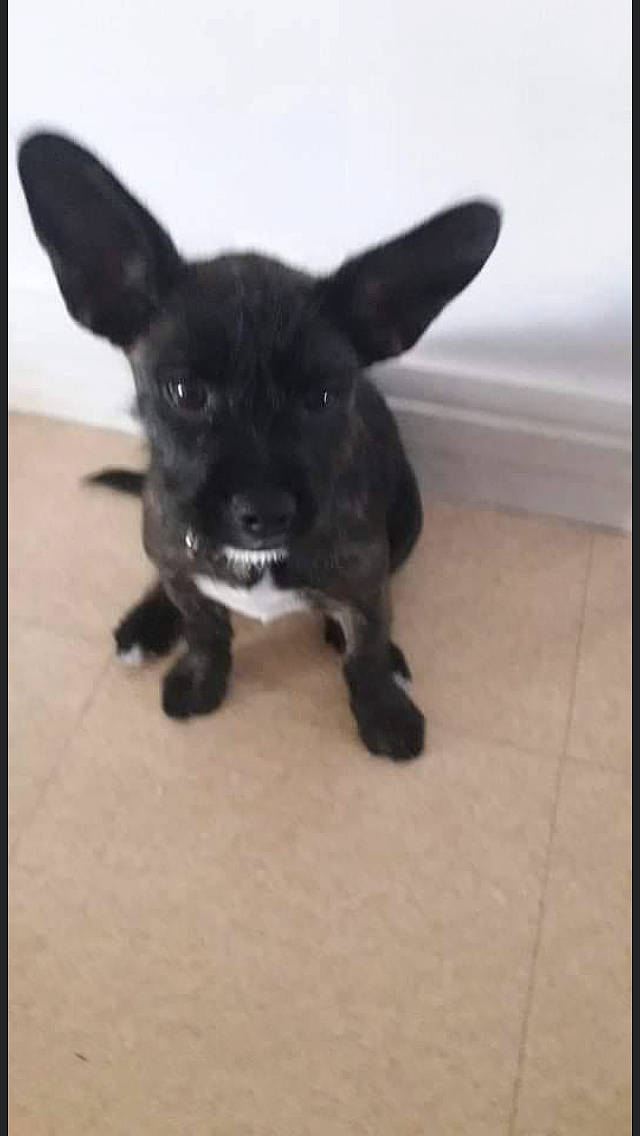 Pepette a rejoint le concours — aidez-le/la à gagner de superbes lots ! canidae, carnivore, companion_dog, corgi_chihuahua, dog, dog_breed, ear, fawn, fur, non_sporting_group, paw, puppy, snout, sporting_group, tail, terrestrial_animal, toy_dog, whiskers, working_animal