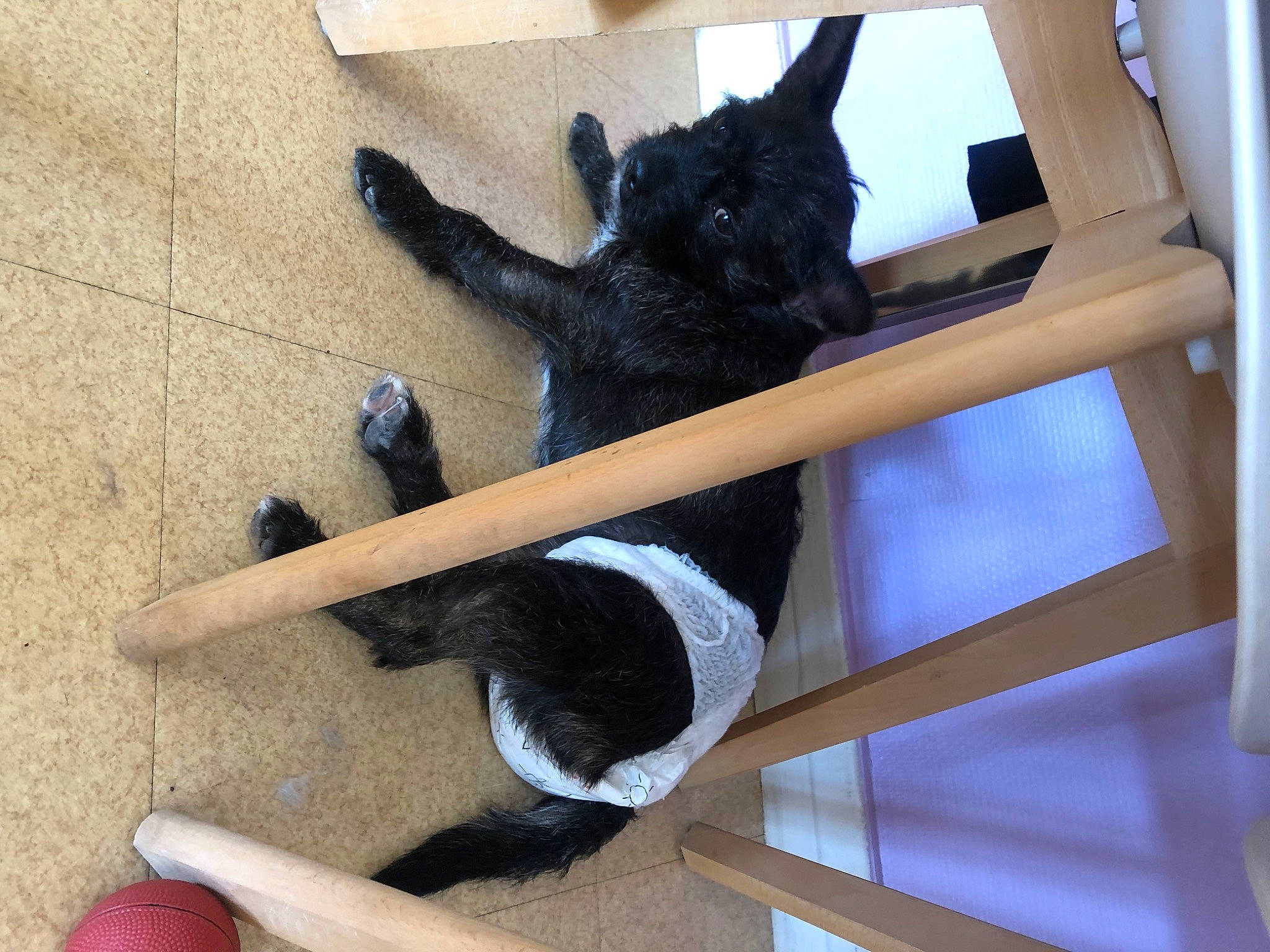 Pepette participe au concours pour gagner de l'argent avec cette photo : canidae, carmine, carnivore, chair, companion_dog, dog, dog_breed, fawn, flooring, fur, hardwood, human_leg, sporting_group, stuffed_toy, tail, toy, toy_dog, wood, wool, working_animal