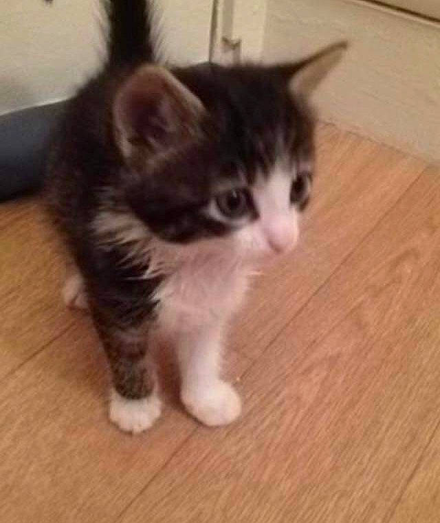 Pam participe au concours pour gagner de l'argent avec cette photo : carnivore, cat, domestic_short_haired_cat, eye, felidae, flooring, foot, fur, hardwood, laminate_flooring, paw, plank, small_to_medium_sized_cats, snout, tail, varnish, whiskers, wood, wood_flooring, wood_stain