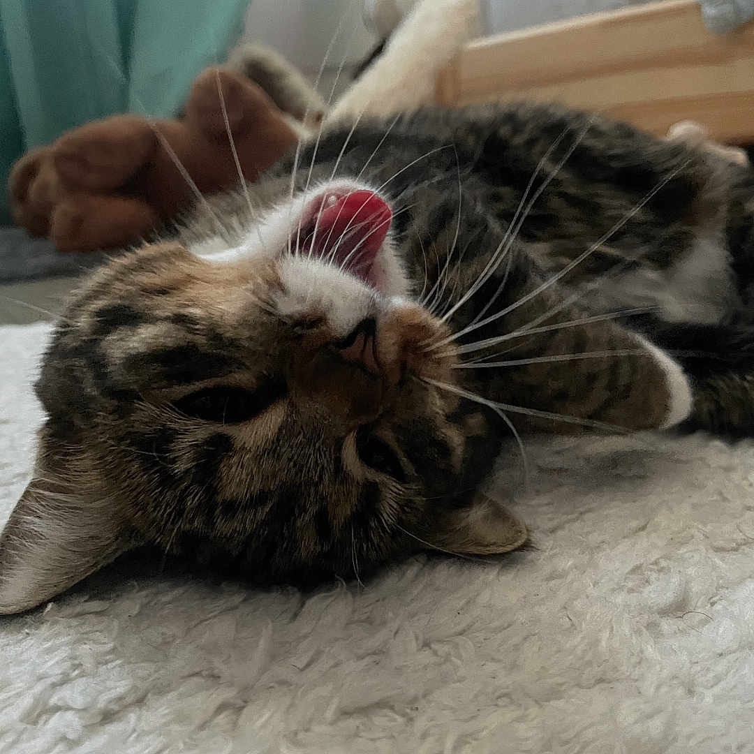 Nina a rejoint le concours — aidez-le/la à gagner de superbes lots ! animal, bedroom, cat, close_up, cozy, curtain, cute, domestic_cat, feline, fluffy_rug, fur, indoor, lying_down, pet, playful, relaxed, soft_light, tabby, tongue_out, whiskers