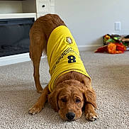 Cooper joined the competition — help win amazing prizes! dog, golden_retriever, puppy, yellow_shirt, carpet, stretching, indoor, living_room, pet, cute, playful, animal, fur, ears, nose, paws, home, cozy, relaxed, adorable