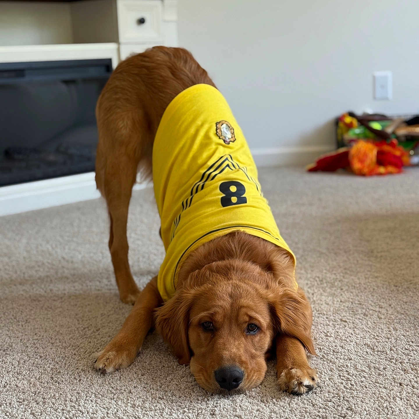 Cooper joined the competition — help win amazing prizes! adorable, animal, carpet, cozy, cute, dog, ears, fur, golden_retriever, home, indoor, living_room, nose, paws, pet, playful, puppy, relaxed, stretching, yellow_shirt