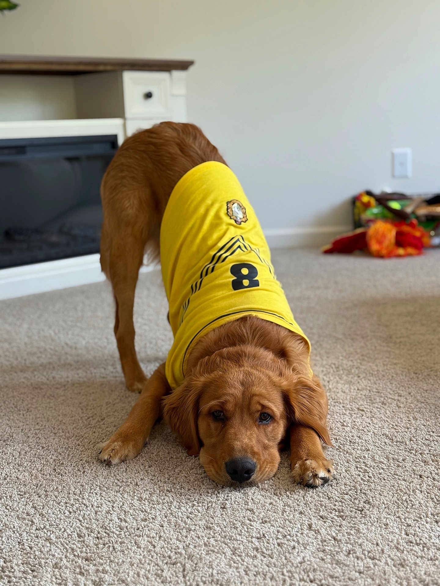 Cooper joined the competition — help win amazing prizes! dog, golden_retriever, puppy, yellow_shirt, carpet, stretching, indoor, living_room, pet, cute, playful, animal, fur, ears, nose, paws, home, cozy, relaxed, adorable