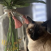 Mimi participe au concours pour gagner de l'argent avec cette photo : cat, siamese_cat, flower, pink_flower, vase, glass_vase, table, woven_mat, indoor, natural_light, shadow, pet, animal, plant, leaf, still_life, closeup, decor, cozy, relaxed