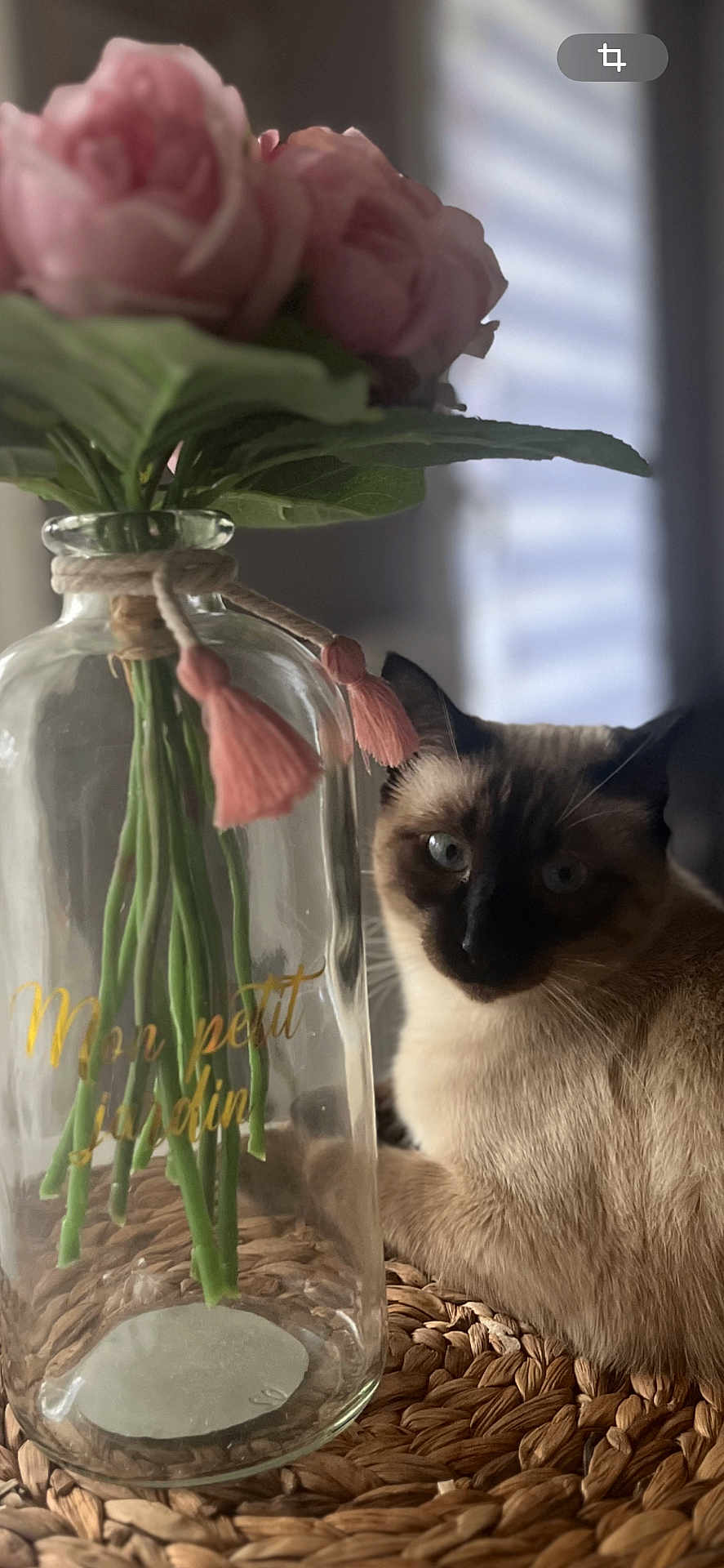 Mimi participe au concours pour gagner de l'argent avec cette photo : cat, siamese_cat, flower, pink_flower, vase, glass_vase, table, woven_mat, indoor, natural_light, shadow, pet, animal, plant, leaf, still_life, closeup, decor, cozy, relaxed