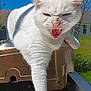 Pink is registered to the contest to win money with this photo: animal, blue_sky, cat, closeup, daylight, ears, expression, feline, fur, greenery, hissing, metal_surface, nature, outdoor, pet, sunlight, teeth, whiskers, white_cat, yawning