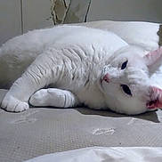 Pink is registered to the contest to win money with this photo: animal, cat, close_up, couch, cozy, domestic_animal, ears, feline, fur, furniture, home, indoor, laying_down, paws, pet, relaxed, resting, sleepy, whiskers, white_cat