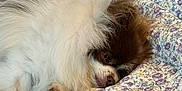 Ginger joined the competition — help win amazing prizes! dog, fluffy, brown, white, quilt, floral_pattern, couch, leather, pet, relaxed, snug, indoor, fur, paw, resting, cozy, canine, small_dog, sleepy, portrait