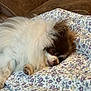 dog, fluffy, brown, white, quilt, floral_pattern, couch, leather, pet, relaxed, snug, indoor, fur, paw, resting, cozy, canine, small_dog, sleepy, portrait