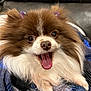 dog, pomeranian, fluffy, brown_and_white, tongue_out, happy, pet, animal, cute, small_dog, fur, sitting, blanket, indoors, portrait, face, ears, nose, mouth, accessories