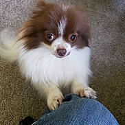Ginger is registered to the contest to win money with this photo: adorable, brown_and_white, carpet, close_up, companion, cute, dog, domestic_animal, expression, fluffy, friendly, fur, indoor, jeans, kneeling, looking_up, paws, pet, small_dog, waiting