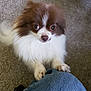 dog, small_dog, fluffy, brown_and_white, looking_up, paws, denim, knee, carpet, indoor, pet, cute, animal, companion, fur, ears, nose, eyes, friendly, adorable
