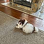 dog, fluffy, carpet, fireplace, stone, wood_floor, indoor, pet, cute, bow, smiling, happy, relaxed, home, cozy, small_dog, tongue_out, furry, living_room, decor
