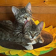 Mazy And Daisy joined the competition — help win amazing prizes! brown, cat, cozy, cute, ears, feline, fur, grooming, indoor, kitten, paws, pet, resting, sunflower_cushion, tabby, tongue, two_animals, whiskers, wooden_background, yellow
