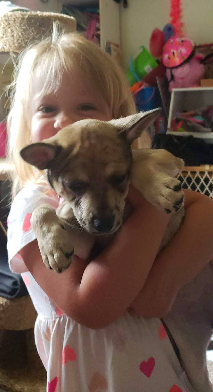 Else Marie is registered to the contest to win money with this photo: balloon, bookcase, box, canidae, carnivore, child, comfort, companion_dog, dog, dog_breed, ear, fawn, fur, happy, lap, sitting, snout, sporting_group, toddler, toy_dog