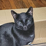 Goober joined the competition — help win amazing prizes! black_cat, cat, cardboard_box, indoor, wooden_floor, pet, animal, feline, sitting, fur, whiskers, ears, eyes, domestic_cat, household, closeup, flash, shadow, texture, relaxed