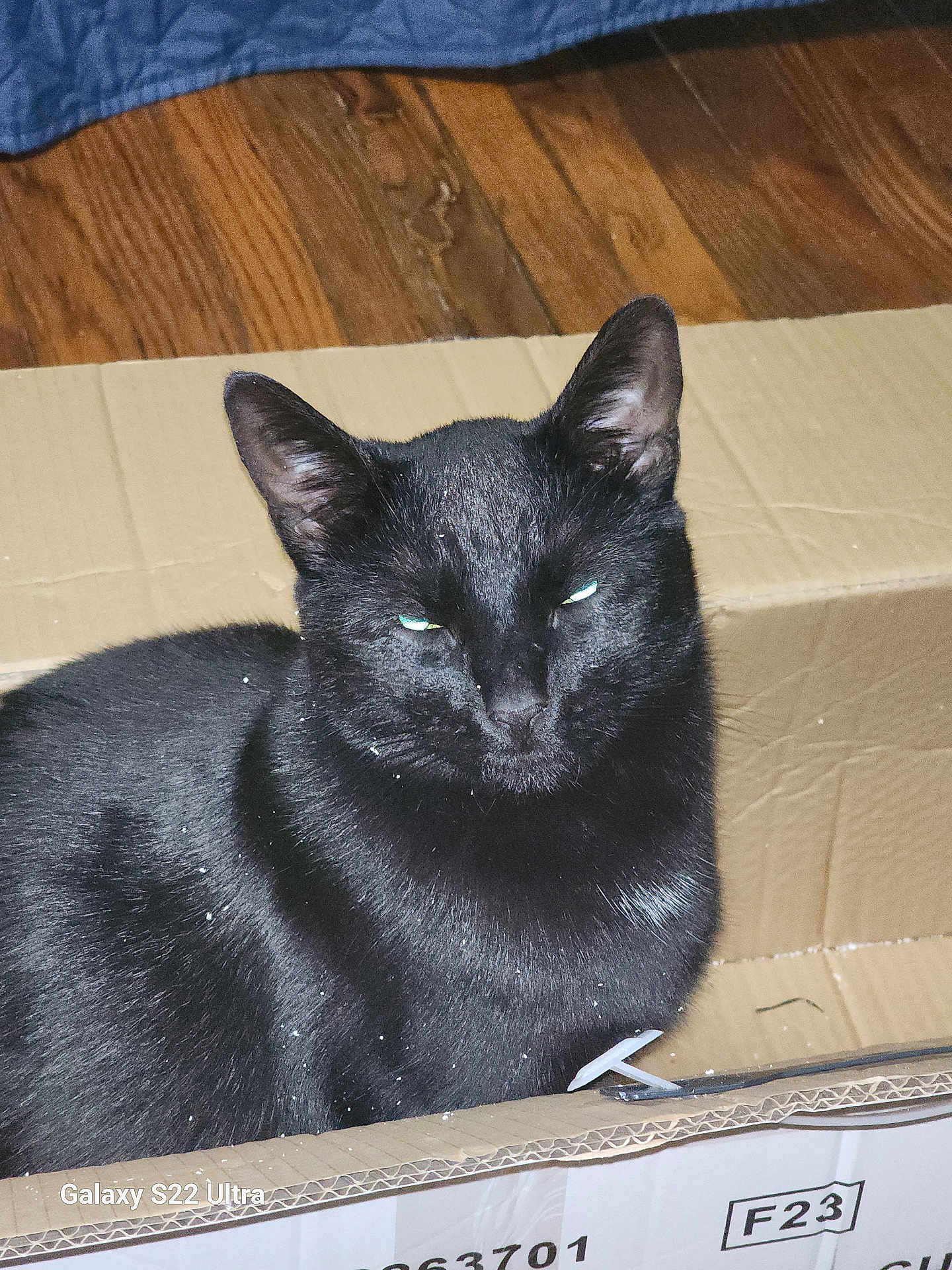Goober joined the competition — help win amazing prizes! black_cat, cat, cardboard_box, indoor, wooden_floor, pet, animal, feline, sitting, fur, whiskers, ears, eyes, domestic_cat, household, closeup, flash, shadow, texture, relaxed