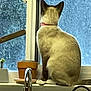 Milky is registered to the contest to win money with this photo: animal, cat, collar, curious, daylight, domestic, faucet, feline, home, indoor, kitchen, looking_outside, pet, potted_plant, quiet, siamese_cat, sitting, still_life, window, windowsill