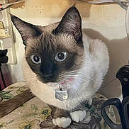 Milky is registered to the contest to win money with this photo: animal, blue_eyes, cat, cat_tag, close_up, collar, curious, cute, domestic, domestic_cat, ears, feline, floral_pattern, household, indoor, paws, pet, siamese_cat, tablecloth, whiskers