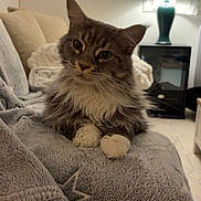 Talia participe au concours pour gagner de l'argent avec cette photo : cat, fluffy, gray_blanket, star_pattern, couch, lamp, nightstand, indoor, pet, feline, cozy, curious, relaxed, fur, whiskers, paws, home, furniture, soft_light, living_room