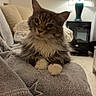 cat, fluffy, gray_blanket, star_pattern, couch, lamp, nightstand, indoor, pet, feline, cozy, curious, relaxed, fur, whiskers, paws, home, furniture, soft_light, living_room