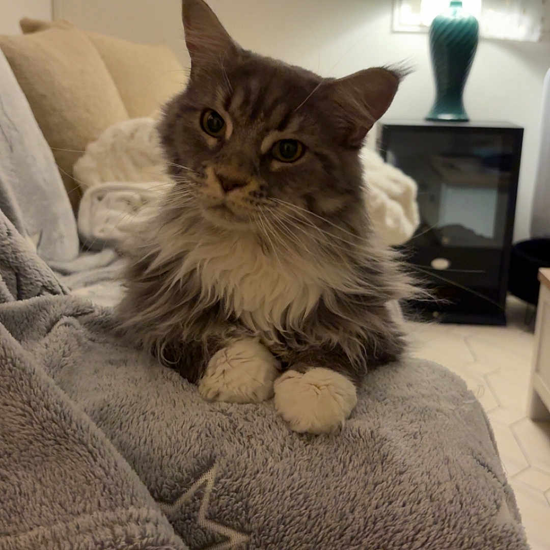 Talia participe au concours pour gagner de l'argent avec cette photo : cat, fluffy, gray_blanket, star_pattern, couch, lamp, nightstand, indoor, pet, feline, cozy, curious, relaxed, fur, whiskers, paws, home, furniture, soft_light, living_room