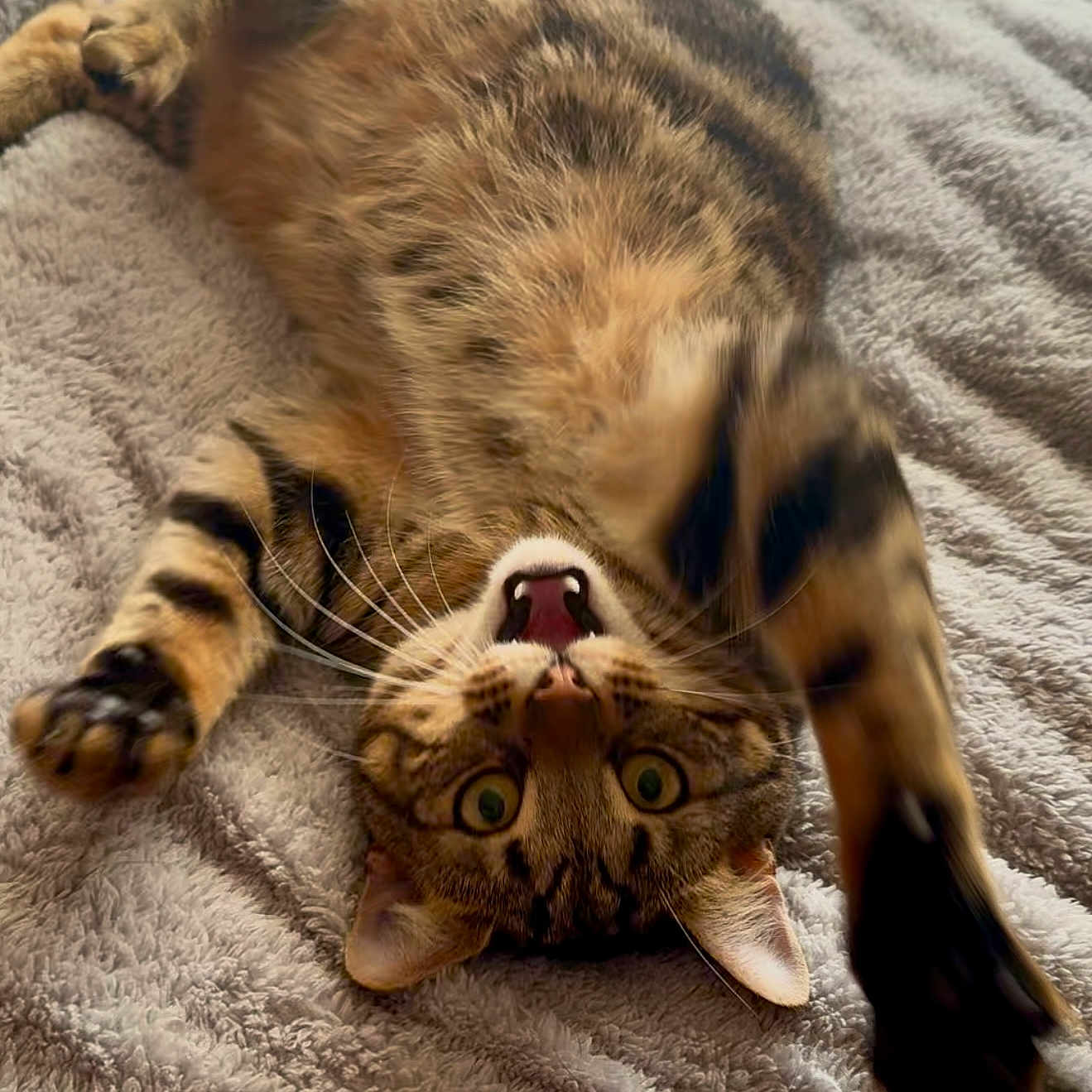 Eddie joined the competition — help win amazing prizes! abyssinian, animal, bed, blanket, bodypart, cat, couch, egyptiancat, electronics, furniture, hardware, indoors, kitten, manx, mouth, ocelot, person, pet, sleeping, teeth