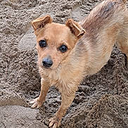 Cajou a rejoint le concours — aidez-le/la à gagner de superbes lots ! animal, brown_fur, canine, close_up, cute, dog, ears, eyes, fur, ground, looking_up, nature, outdoor, paw_prints, pet, sand, scruffy, small_dog, standing, texture