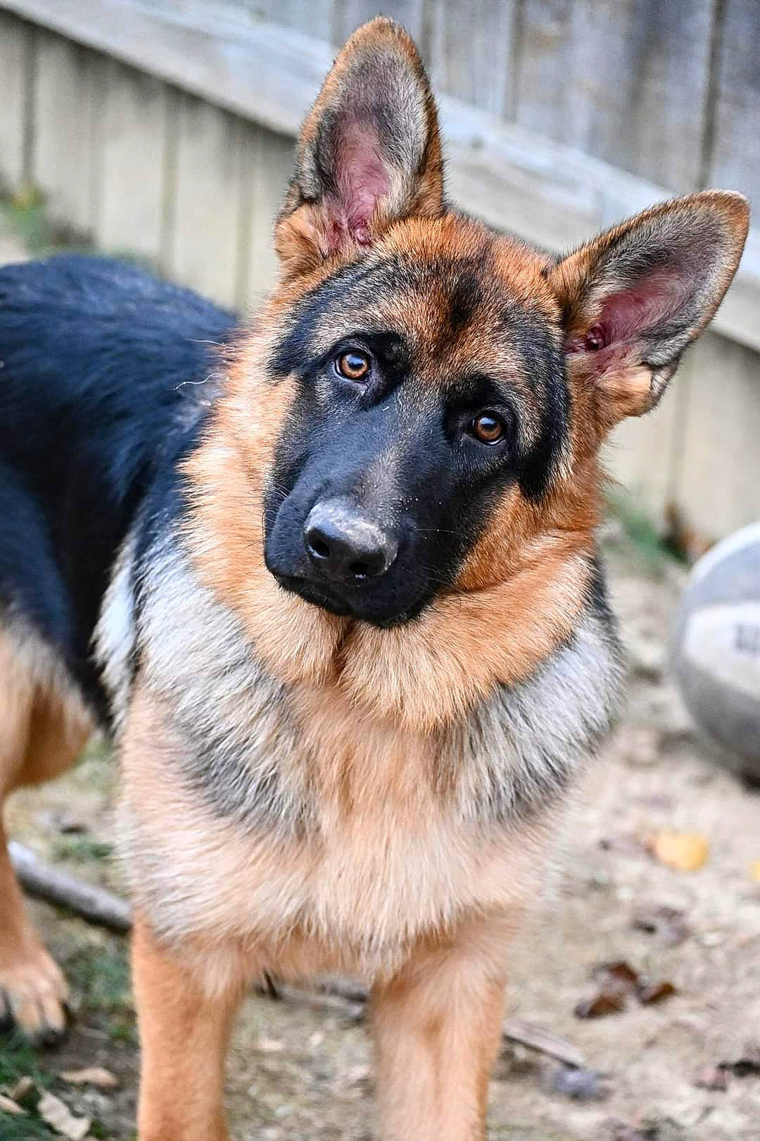 Ezekiel Aka Zeke is registered to the contest to win money with this photo: belgian_shepherd_malinois, canidae, carnivore, companion_dog, dog, dog_breed, east_european_shepherd, fawn, fur, german_shepherd_dog, guard_dog, heat, herding_dog, king_shepherd, old_german_shepherd_dog, snout, sporting_group, terrestrial_animal, whiskers, working_dog