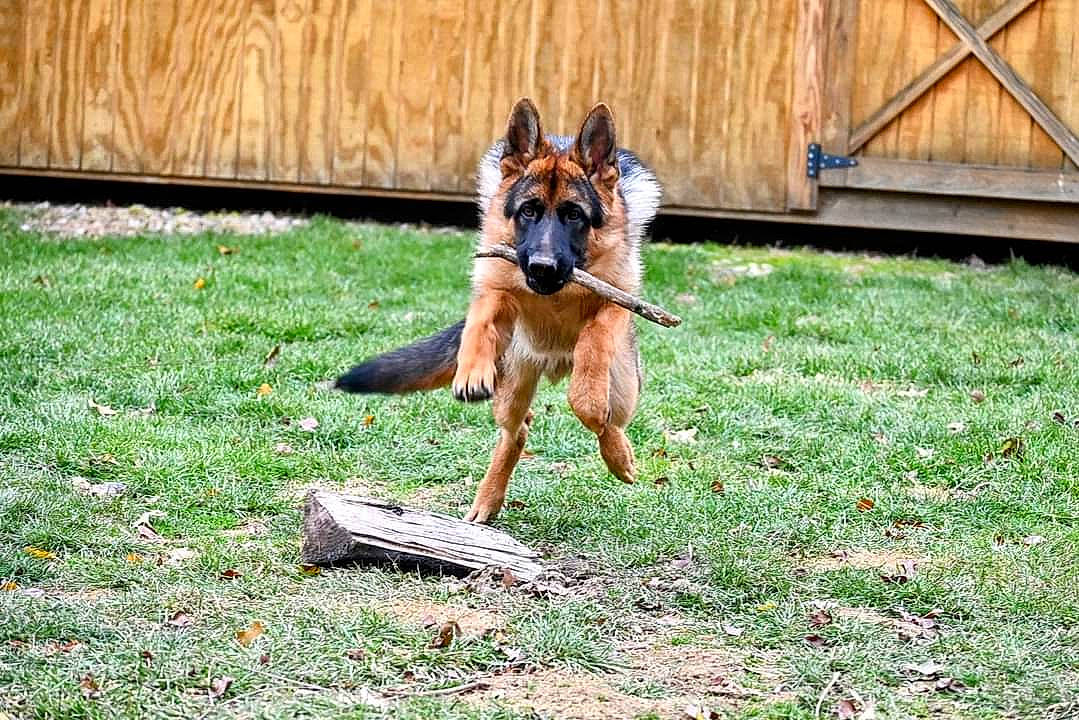 Ezekiel Aka Zeke is registered to the contest to win money with this photo: canidae, carnivore, companion_dog, dog, dog_breed, dog_supply, east_european_shepherd, fawn, fence, german_shepherd_dog, grass, herding_dog, king_shepherd, lawn, old_german_shepherd_dog, plant, snout, tail, terrestrial_animal, working_dog