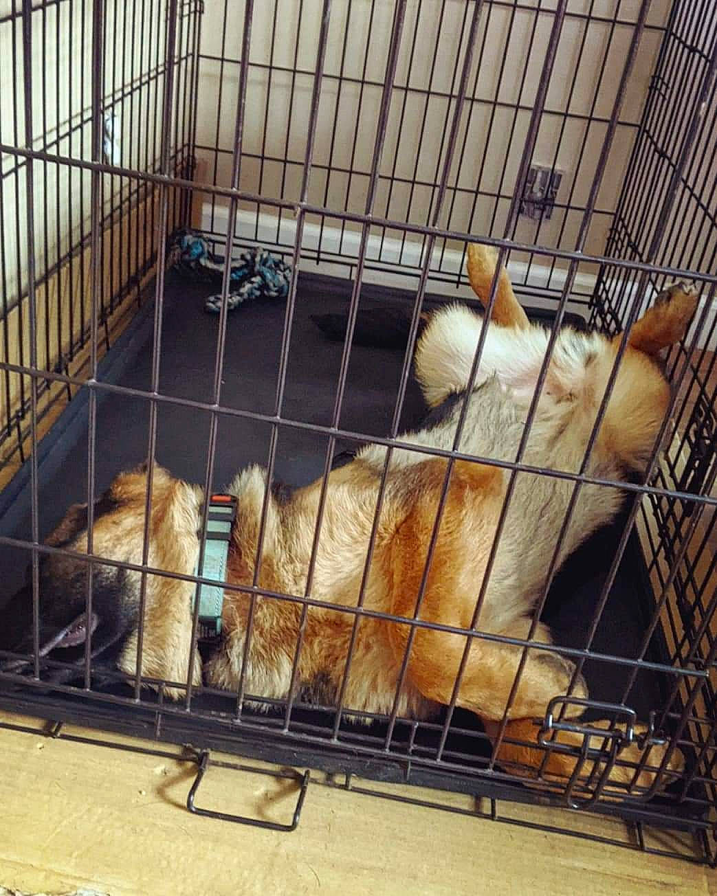 Ezekiel Aka Zeke is registered to the contest to win money with this photo: animal_shelter, cage, carnivore, companion_dog, dog, dog_breed, dog_crate, dog_supply, fawn, felidae, gas, kennel, mammal, mesh, pet_supply, service, snout, sporting_group, tail, vertebrate