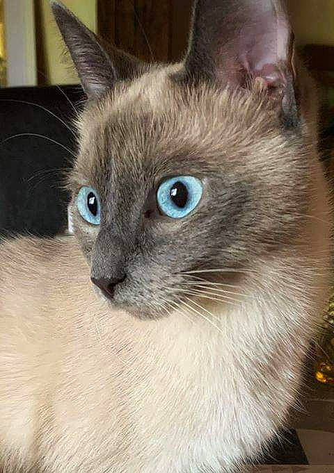 Emeraude a rejoint le concours — aidez-le/la à gagner de superbes lots ! asian, balinese, burmese, carnivore, cat, domestic_short_haired_cat, eye, felidae, iris, javanese, korat, mammal, nebelung, siamese, small_to_medium_sized_cats, snout, thai, tonkinese, vertebrate, whiskers