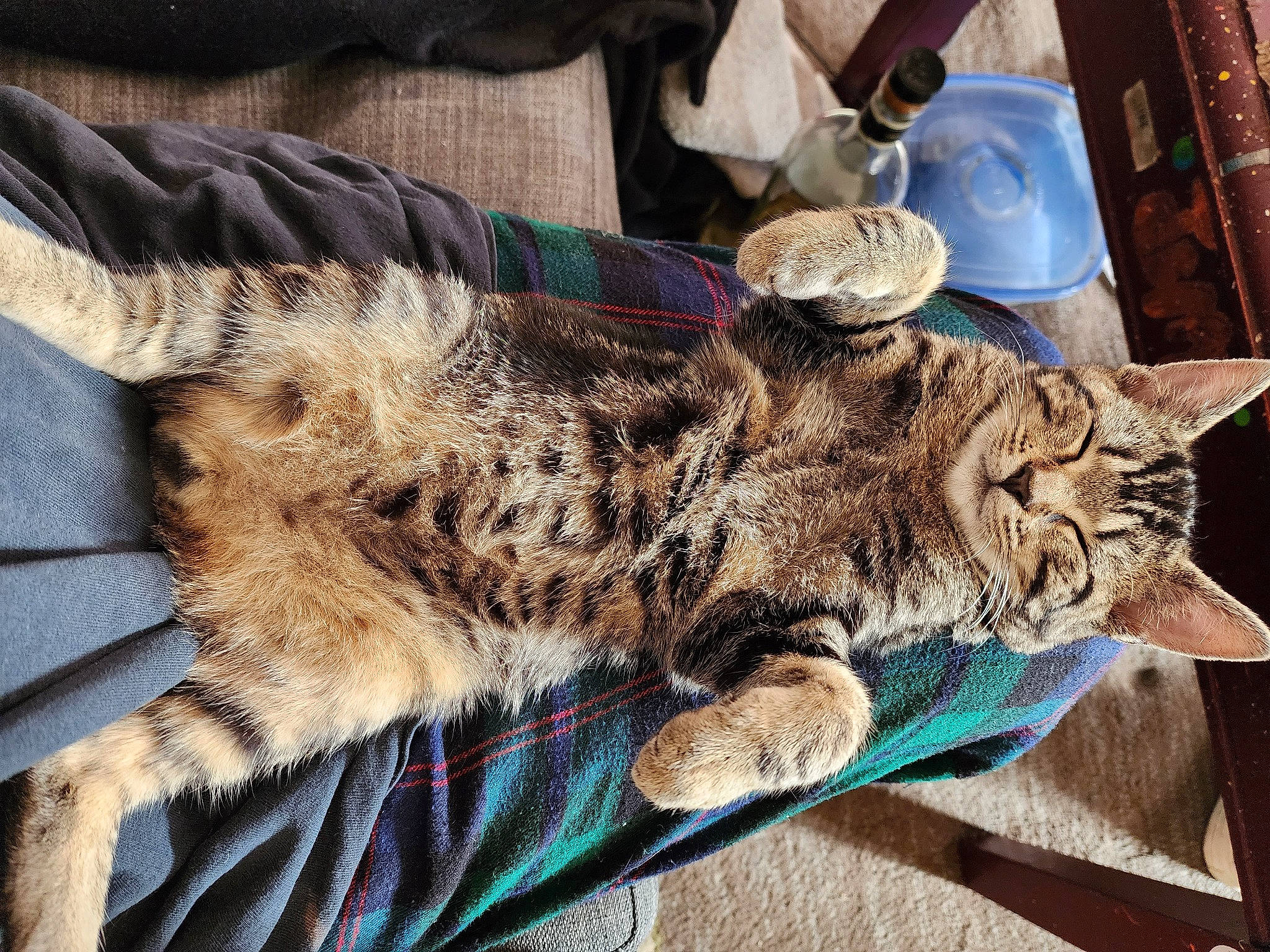 Ozzy is registered to the contest to win money with this photo: carnivore, cat, claw, domestic_short_haired_cat, felidae, fur, nap, paw, small_to_medium_sized_cats, tail, terrestrial_animal, whiskers