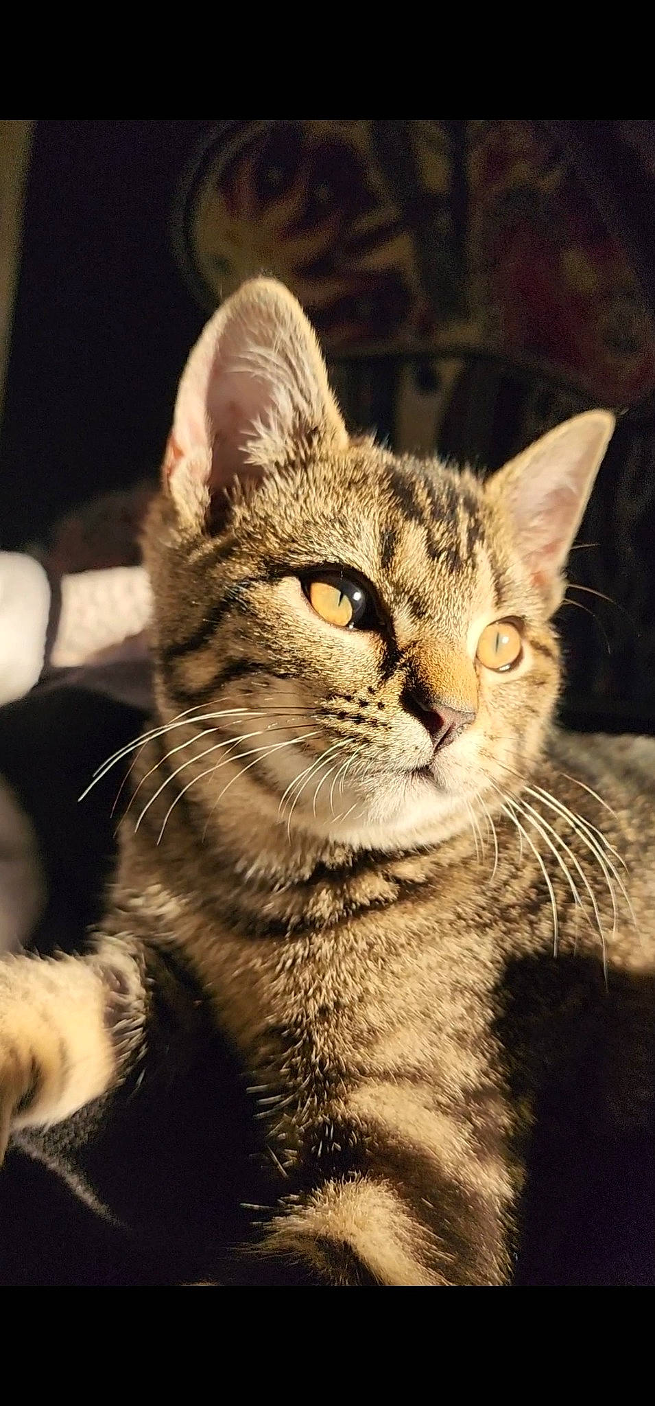 Ozzy is registered to the contest to win money with this photo: carnivore, cat, claw, close_up, domestic_short_haired_cat, felidae, fur, paw, photo_caption, small_to_medium_sized_cats, snout, tail, terrestrial_animal, tree, whiskers, wildlife, window