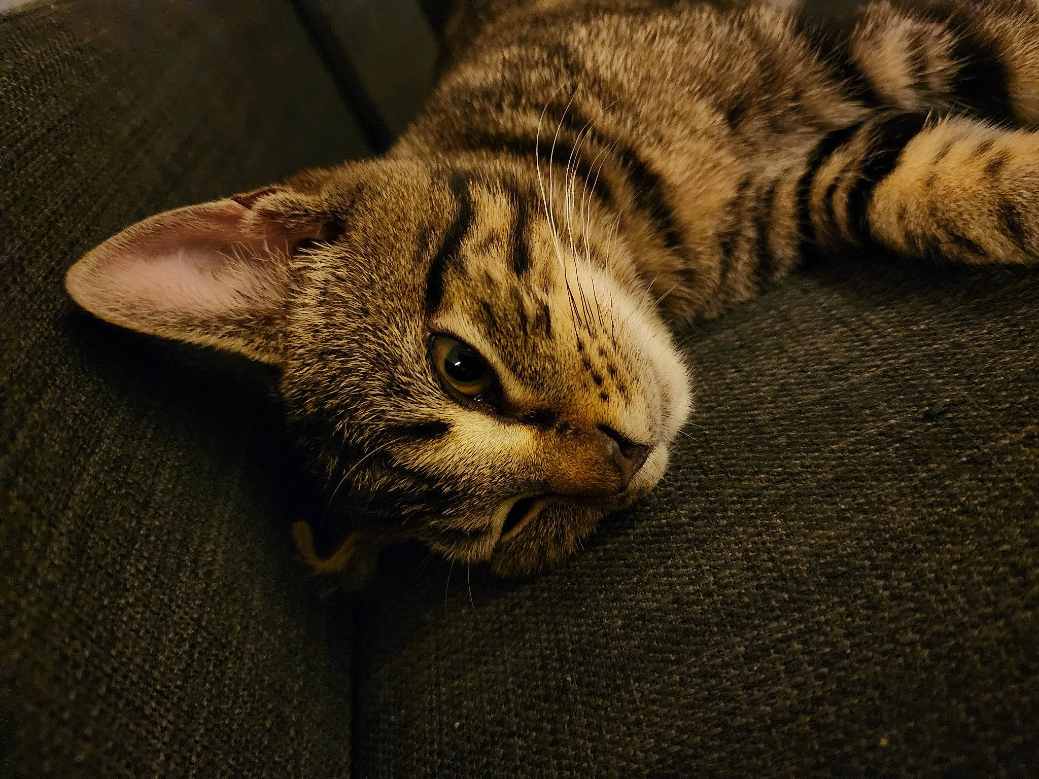 Ozzy joined the competition — help win amazing prizes! carnivore, cat, comfort, domestic_short_haired_cat, eye, felidae, fur, grey, paw, small_to_medium_sized_cats, snout, tail, terrestrial_animal, whiskers, wildlife, window, wood