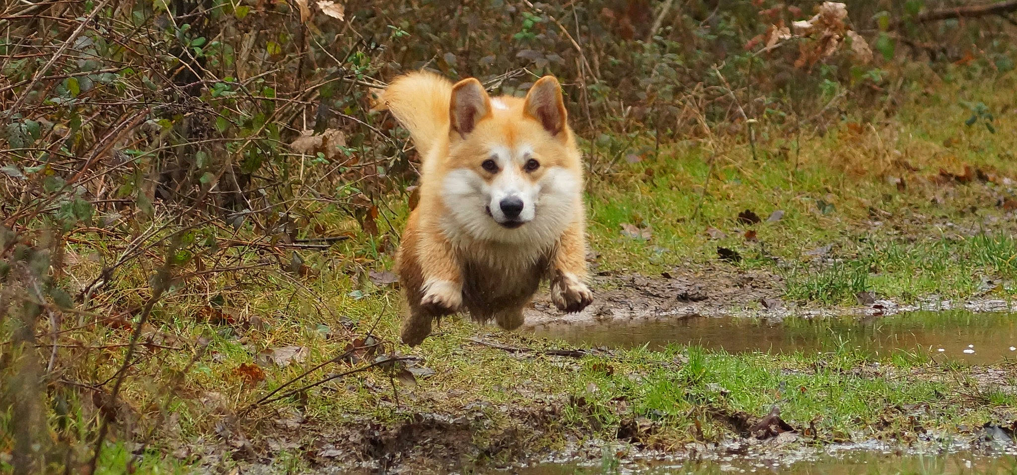 Preston participe au concours pour gagner de l'argent avec cette photo : bog, canidae, canis, carnivore, companion_dog, dog, dog_breed, fawn, fox, fur, german_spitz_klein, german_spitz_mittel, grass, natural_landscape, nature, snout, tail, terrestrial_animal, water, whiskers