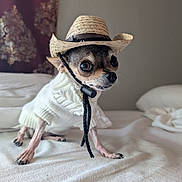 Pepita is registered to the contest to win money with this photo: dog, chihuahua, small_dog, pet, animal, hat, cowboy_hat, sweater, white_sweater, bed, blanket, indoor, cute, portrait, looking_away, furniture, resting, brown, black_nose, whiskers