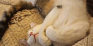 Nutmegan Aka Nutmeg is registered to the contest to win money with this photo: abyssinian, animal, armchair, bed, blanket, cat, chair, couch, furniture, hardwood, homedecor, kitten, linen, manx, person, pet, quilt, siamese, sleeping, wood