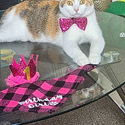 Nutmegan Aka Nutmeg joined the competition — help win amazing prizes! animal, birthday_crown, birthday_girl_text, bow_tie, calico_cat, carpet, cat, celebration, cute, decor, feline, glass_table, house, indoor, pet, pink, reflection, relaxing, sparkly, table