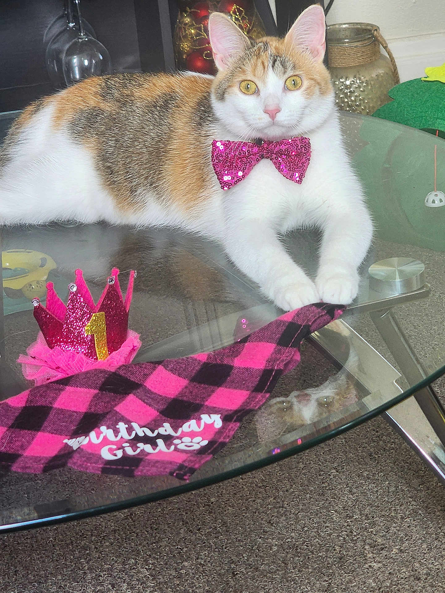 Nutmegan Aka Nutmeg joined the competition — help win amazing prizes! animal, birthday_crown, birthday_girl_text, bow_tie, calico_cat, carpet, cat, celebration, cute, decor, feline, glass_table, house, indoor, pet, pink, reflection, relaxing, sparkly, table