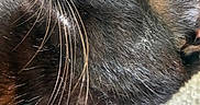 Vixen joined the competition — help win amazing prizes! cat, black_cat, golden_eye, close_up, whiskers, fur, feline, pet, animal, portrait, dramatic_lighting, indoor, resting, lying_down, shiny_fur, eye, nose, muzzle, macro_photography, cute
