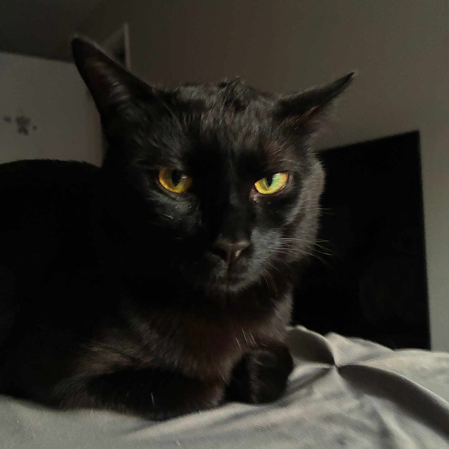 Vixen is registered to the contest to win money with this photo: cat, black_cat, feline, pet, animal, indoors, bed, bedroom, blanket, lying_down, sitting, dark_fur, green_eyes, yellow_eyes, portrait, closeup, staring, whiskers, ears, home