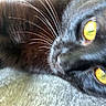 Vixen joined the competition — help win amazing prizes! cat, black_cat, close_up, feline, golden_eyes, whiskers, nose, fur, animal, pet, portrait, macro, indoor, blanket, cozy, dramatic, face, eyes, black_fur, photography