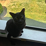 Vixen is registered to the contest to win money with this photo: black_cat, cat, feline, pet, animal, sitting, windowsill, window, indoor, outdoor, garden, lawn, grass, sunlight, portrait, closeup, whiskers, pointed_ears, black_fur, home